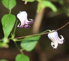 Clematis pitcheri