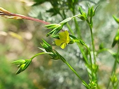 Linum corymbulosum