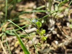 Veronica verna