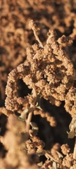 Atriplex lampa