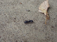Camponotus japonicus