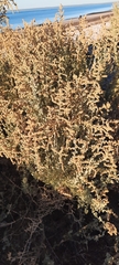 Atriplex lampa