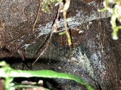 Arachnocampa luminosa