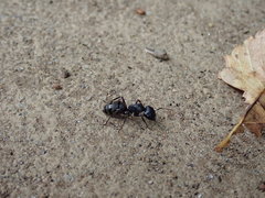 Camponotus japonicus