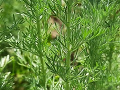 Artemisia austriaca