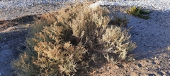 Atriplex lampa