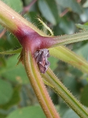 Smiliinae