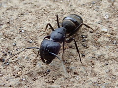 Camponotus japonicus