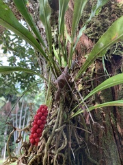 Anthurium gracile