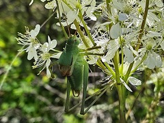 Polysarcus zacharovi