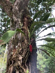 Anthurium gracile