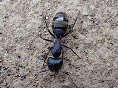 Camponotus japonicus