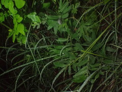 Lithospermum canescens