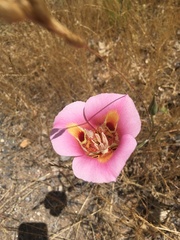 Calochortus venustus