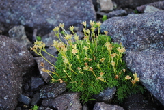 Saxifraga