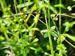 Cruciata pedemontana