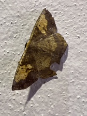 Paragonia cruraria