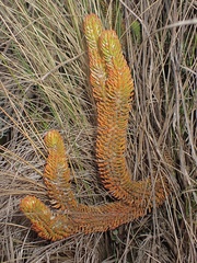 Phlegmariurus hystrix