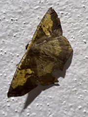 Paragonia cruraria