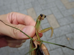 Tenodera sinensis