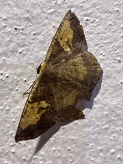 Paragonia cruraria
