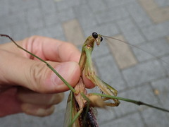 Tenodera sinensis