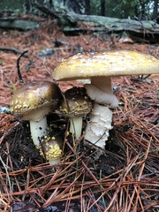 Amanita augusta