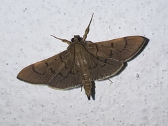 Margaroniini