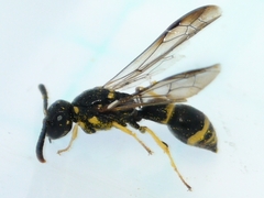 Symmorphus canadensis