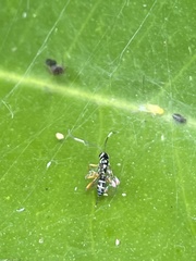 Xanthocryptus novozealandicus