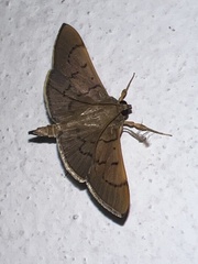 Margaroniini