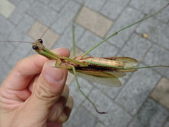 Tenodera sinensis