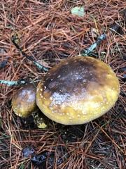 Amanita augusta