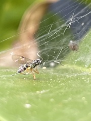 Xanthocryptus novozealandicus