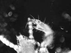 Pediculus humanus capitis