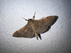 Margaroniini