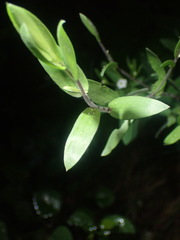 Symphyotrichum sericeum