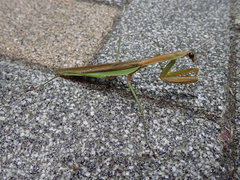 Tenodera sinensis