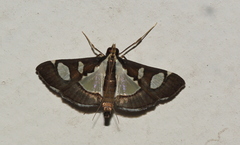 Glyphodes bicolor