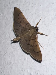 Margaroniini