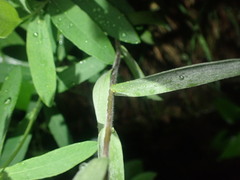 Symphyotrichum sericeum