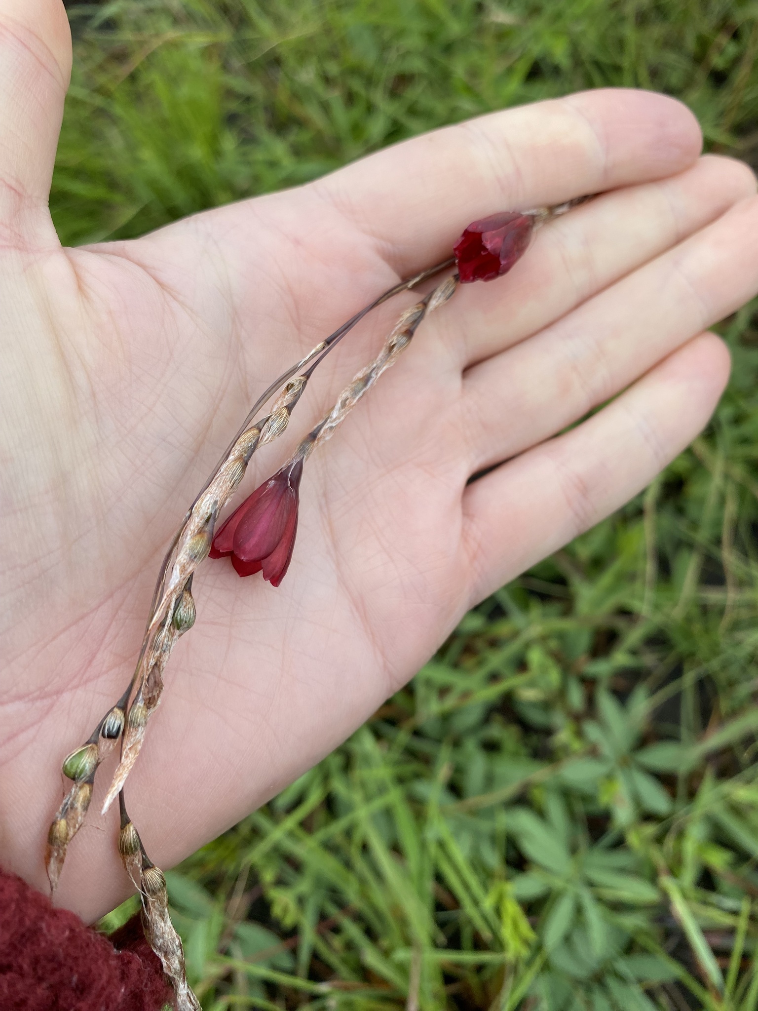 Dierama atrum