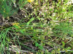 Arenaria serpyllifolia