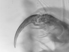 Pediculus humanus capitis