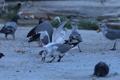 Leucophaeus atricilla