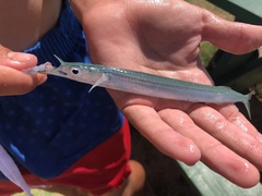 Hyporhamphus acutus