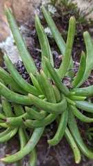 Dudleya viscida