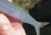 Hyporhamphus acutus