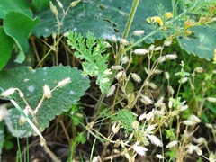 Cerastium brachypetalum