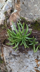 Dudleya viscida